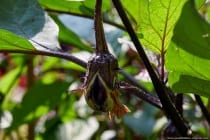 Der lateinische Name für die Aubergine Frühviolette ist Solanum melongena und gehört zu den Nachtschattengewächsen.