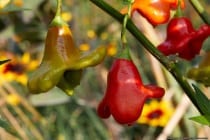Die hängende Frucht aus Barbados reift von grün nach rot und wird zirka 5x7 Zentimeter lang. Die Schärfeunterschiede der Frucht sind sehr unterschiedlich, von daher Vorsicht! Die Frucht ist auch unter den Namen Bischofsmütze, Tulpenpaprika, Glockenchili, Lampionchili und Peri Peri bekannt.