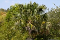 Die chinesische Schirmpalme (Livistona chinensis) hat große Fächerwedel und ausgeprägte, sowie überhängende Blattspitzen. Die Palme ist weltweit auch unter dem Namen fountain-palm bekannt.
