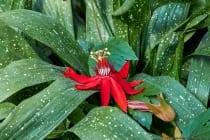 Die weinblättrige und rote Passionsblume ist eine exotische Kletterpflanze, welche aus dem nördlichen Süd- und Mittelamerika stammt. Die Pflanze wächst in einem milden Klima und wird von Kolibris bestäubt.