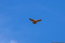 Der Turmfalke mit wissenschaftlichen Namen Falco tinnunculus besitzt eine durchschnittliche Körpergröße von 34 bis 36 Zentimetern bei einer Flügelspannweite von knapp 75 Zentimetern. Der Turmfalke im Flug am blauen Himmel  wurde fotografiert mit einer Canon EOS Vollformatkamera bei ISO160 mit einer Blende von f5,0 und einer Belichtungszeit von 1/800 Sekunde @214mm Brennweite.