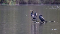 Kormorane mit wissenschaftlichen Namen Phalacrocorax carbo sind Wasservögel.