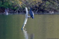 Tragen die Wasservögel einen Federschopf, werden diese als Scharben bezeichnet, sonst als Kormorane.