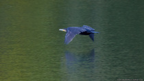 Zum Abheben benötigen die Wasservögel eine Anlaufstrecke auf der Wasseroberfläche. Ist der Vogel in der Luft, kann er eine Fluggeschwindigkeit von 80 km/h erreichen.