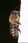 Schon beeindruckend, wenn Sie nicht stechen. Ob es sich um eine Biene handelt, oder um eine Wespe, lässt sich anhand einfacher Merkmale feststellen.