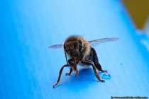 Die Honigbiene kann Ihr Mundwerkzeug zum Säubern oder zum Nektar aufnehmen ausfahren. Das Saugrohr, mit einer innenliegenden beharrten Zunge, wird mit dem Unterkiefer und der Oberlippe vereint, Am Ende des Saugrüssels befindet sich ein kleines Löffelchen, welches die Nahrung aufpinselt.