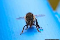 Dank der Beweglichkeit der Fühler mit Ihren tausend einzelnen Sinneszellen, können Bienen räumlich aus weiten Entfernungen den Blütenduft riechen. Die Biene findet problemlos zu Ihrem Bienenstaat zurück, da jeder seinen individuellen Geruch hat, welcher die Biene bei sich trägt.