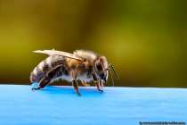Eine Biene setzt Ihren Stachel zur Verteidigung für Ihren Bienenstock vor Brut- und Honigräubern ein. Beim Stechen eines anderen Insekts kann die Biene den Stachel wieder herausziehen. Bei einem Menschen oder Wirbeltier verhakt sich der Stachel und beim Befreiungsversuch reißt die Biene Ihren Stechapparat samt Giftblase aus dem Hinterleib, was unweigerlich zum Tod der Biene führt. Bei einer Jungbiene ist die Giftblase leer und füllt sich erst mit der weiteren Entwicklung.