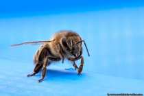Der Imker entnimmt dem Volk den Honig und ersetzt diesen durch Zuckerwasser, damit das Bienenvolk durch den Winter kommt.