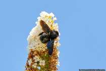 Die Holzbiene erreicht eine Körperlänge von 15 bis 30 Millimeter. Die Nektarräuber können Blüten durchstoßen, um schnellstmöglich an den Nektar zu gelangen und ihn auszusaugen.