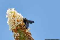 Die Biene ist tiefschwarz und hat eine hummelartige Erscheinung. Im richtigen Licht schillern die Flügel der Holzbiene von blau bis violett.