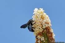 Da die Biene Ihre Nistgänge in Holz anlegen wurde der wissenschaftliche, wie auch der deutsche Gattungsname, hiervon abgeleitet. Xylocopa - Holzbiene.
