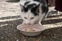 Eine dankbare Katze ueber Futter