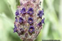 Makrofoto Lavendel - Butterflylavender