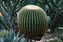 Kaktus - Cactus - 150 years old