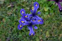 Iris - Blume - Pflanze - Blue iris