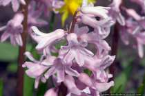 Hyazinthen - Hyacinths