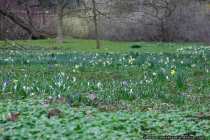Osterglocken und Krokosse - Lent lily and crocuses