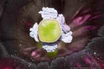 Petunie Bluetenstempel mit Pollen - Petunia