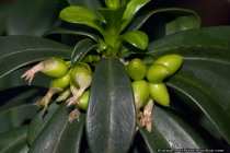 Daphne Laureola - Lorbeer Seidelbast - Poisonous plant