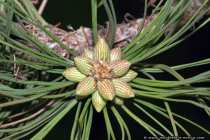 Gelbkiefer Pinus Ponderosa - Cone Ponderosa Pine