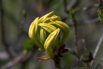 Gelbe Alpenrose, Duftazalee