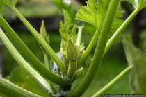Die Zucchinipflanze im Wachstum