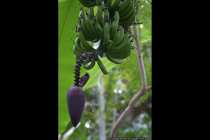 Alle Bananengewaechse sind im tropischen und subtropischen Asien zu finden. Der Bluetenstand, hier am unteren Bildrand zu erkennen, kann nicht nur hängen, sondern auch stehend vorkommen. Die Blaetter vom Bluetenstand koennen verschiedene Farben besitzen, hier sind diese rot-iolett, welche nach und nach abfallen. Die Bestaeubung der eingeschlechtlichen oder zwitterartigen Pflanzen geschieht meist durch Fledertiere. Die einzelnen Fruechte, Bananen, sind botanisch betrachtet Beeren und erlangen eine Laenge von 20 bis 35 Zentimeter. Das Gesamtbild der Bananenstaude ist ein Bueschel, welches wiederrum aus mehrren Haenden, bis zu zirka 20 bestehen kann und jede einzelne Hand kann bis zu 20 Finger 'Bananen' besitzen.