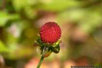 Walderdbeere - Red woodstrawberry