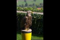 Majestaetischer Adler auf einem Block