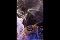 Halloween-Picture - Halloweenbild - Gesehen in einem Schaufenster