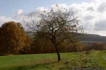 Baum im Herbst - Autumn-tree at the sunshine