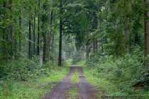 Waldbild Gruene Idylle - Pristine Forest - Take a turn in the idyllic wood