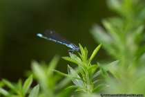 Hufeisen Azurjungfer - Sitting dragonfly