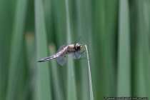 Grosslibelle - Big dragonfly