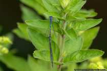 Libellenpaar - A couple of dragonflies