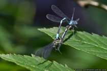 Paarungsrad - Copulation of dragonflies