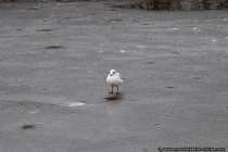 Gull on Ice