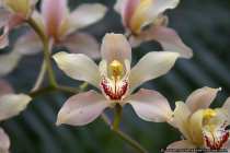 Orchidee - Beautiful orchid