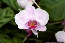 Orchidee Koenigin - Fascination Orchids