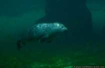 Robben sind im Wasser Einzelgänger