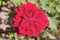 Rote Buschrose - Bush rose
