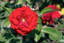 Rote Rose Erotica - The red Rose Erotica