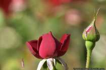 Eine Rose namens Mariandel