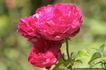 Die blühende Rose Othello