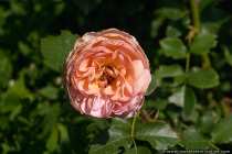 Rose The Yeoman