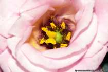Makrofoto Stempel einer Rose - Blossom Rose