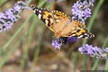 Distelfalter können an der Flügeloberseite bestimmt werden. Eine Bildbestimmung des Schmetterlings ist somit recht einfach.