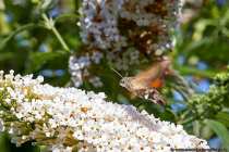 Verdammt schnelle Schmetterlinge, die gerne mit einem Kolibri verwechselt werden.