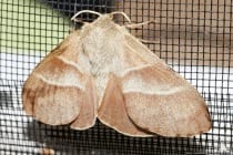 Der Macrothylacia rubi ist ein Schmetterling (Nachtfalter) und hat eine Flügelspannweite von 38 bis 68 Millimetern. Von Mitte Mai bis Juli sind die Falter flugfähig. Die Weibchen fliegen bei Dämmerung und in der Nacht. Die Männchen sind am späten Nachmittag und in der Dämmerung aktiv.